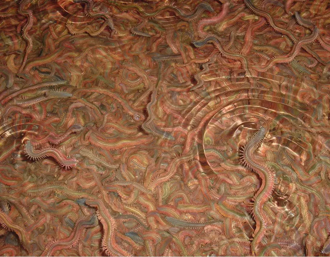 Kweekzagers 3 Kweekzagers